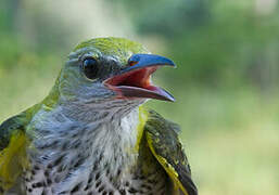 Eurasian Golden Oriole