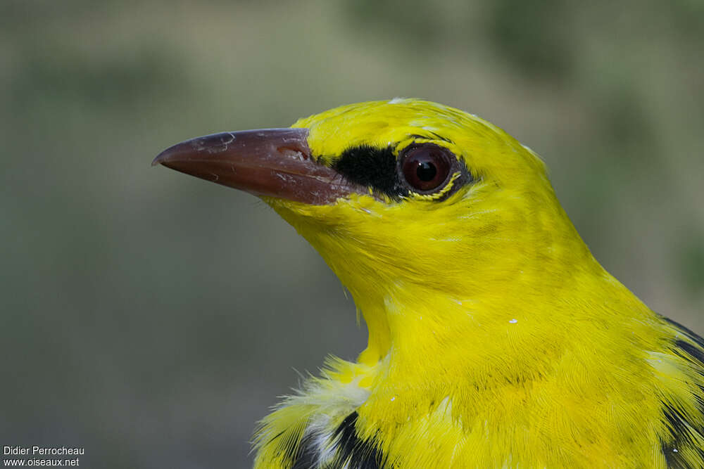 Eurasian Golden Oriole male adult, close-up portrait