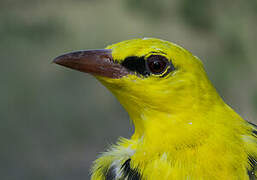 Eurasian Golden Oriole