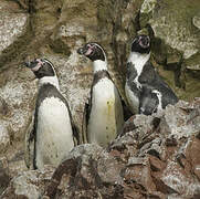 Humboldt Penguin