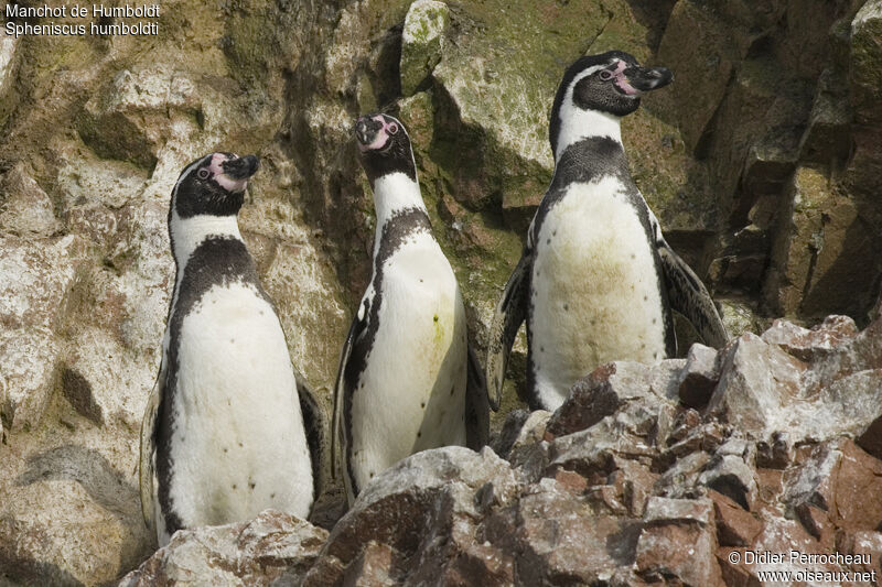 Humboldt Penguin