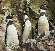 Humboldt Penguin