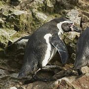 Humboldt Penguin