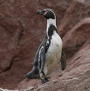 Humboldt Penguin