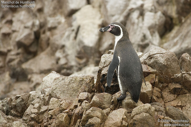 Humboldt Penguin, identification