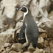 Humboldt Penguin