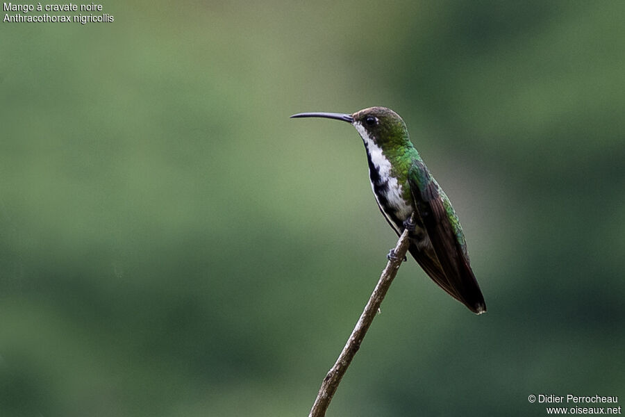 Mango à cravate noire