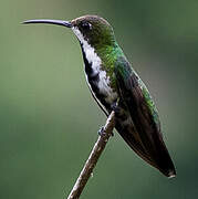 Black-throated Mango