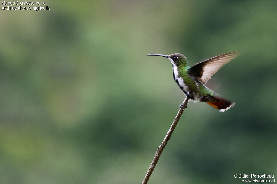 Black-throated Mango