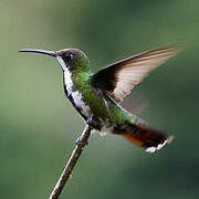 Black-throated Mango