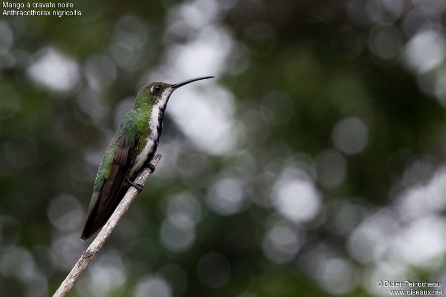 Black-throated Mango