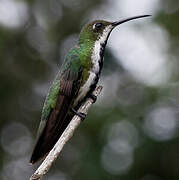 Black-throated Mango