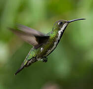 Black-throated Mango