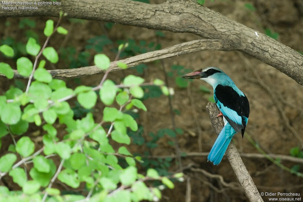 Blue-breasted Kingfisher