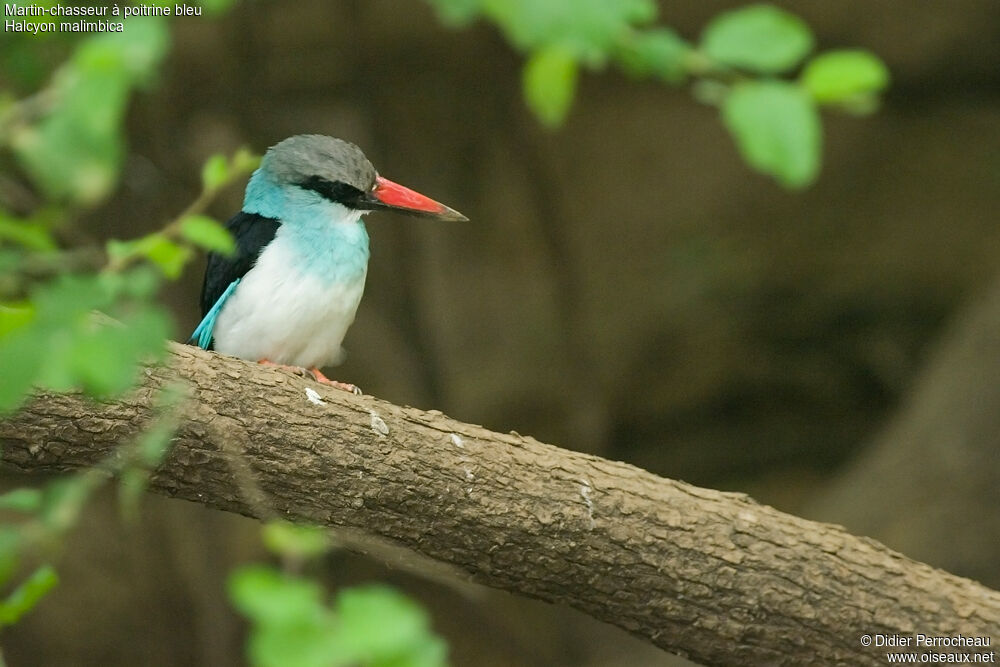 Blue-breasted Kingfisher