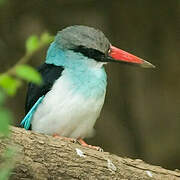 Blue-breasted Kingfisher