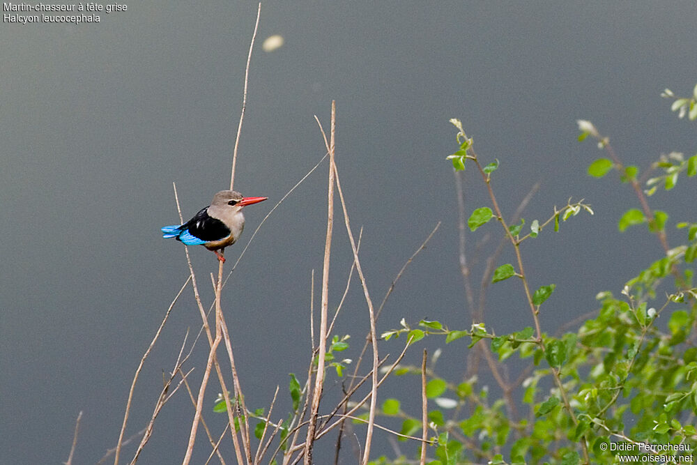 Grey-headed Kingfisher