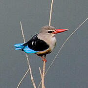 Grey-headed Kingfisher