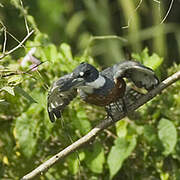 Ringed Kingfisher