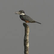 Ringed Kingfisher