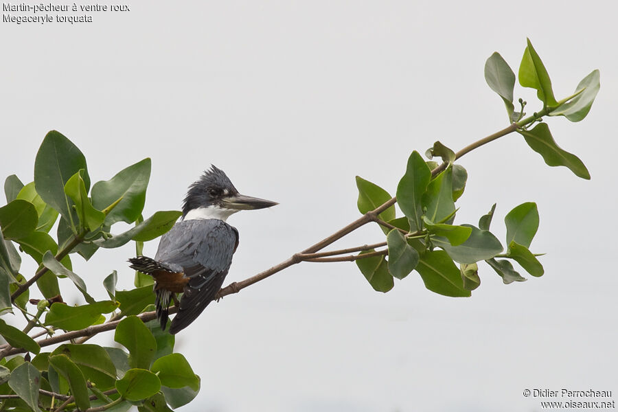 Ringed Kingfisher