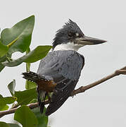 Ringed Kingfisher