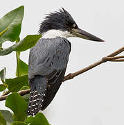 Ringed Kingfisher