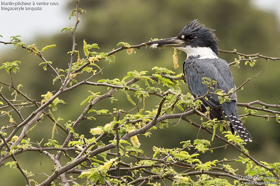 Ringed Kingfisher