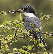 Ringed Kingfisher