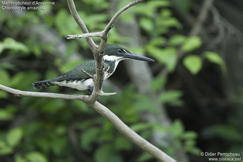 Amazon Kingfisher, identification