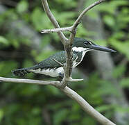 Amazon Kingfisher