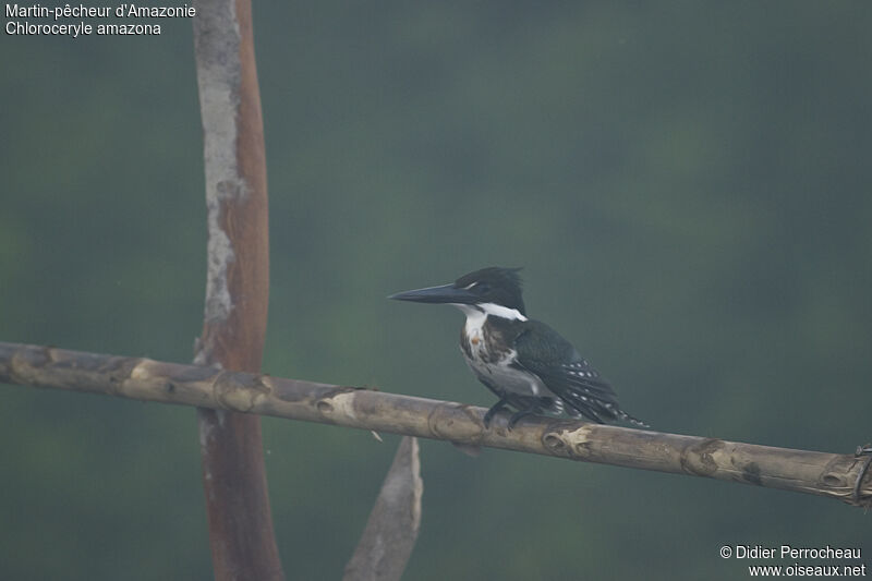 Martin-pêcheur d'Amazonie mâle adulte