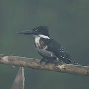 Amazon Kingfisher