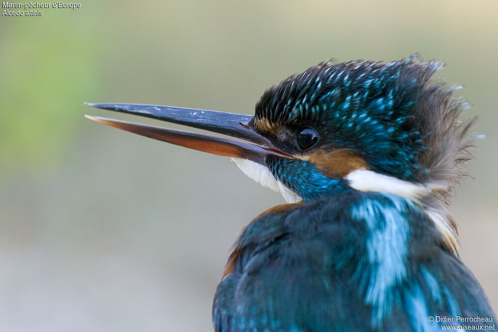 Common Kingfisher