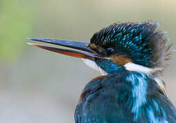 Common Kingfisher