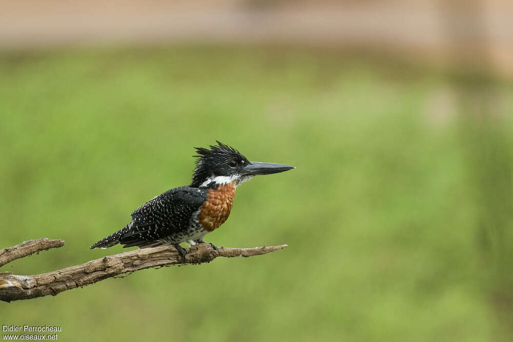 Giant Kingfisher male adult, identification