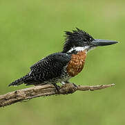 Giant Kingfisher