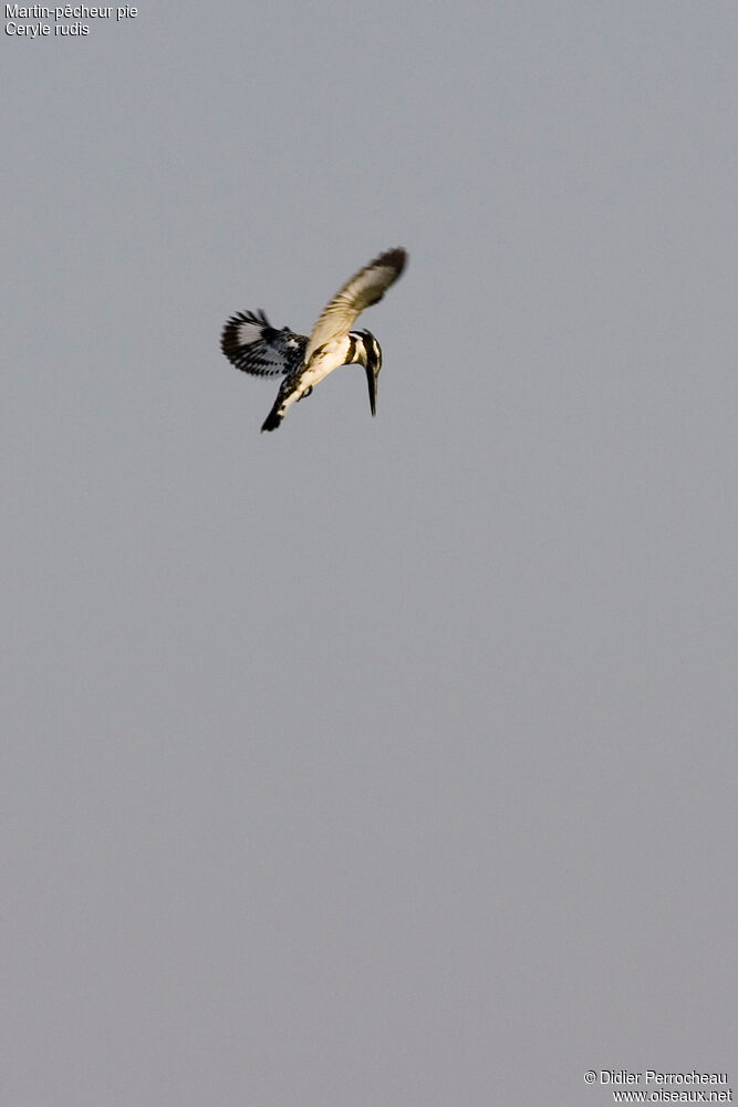 Pied Kingfisher