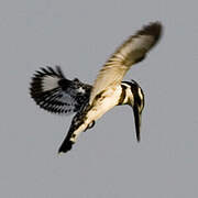 Pied Kingfisher