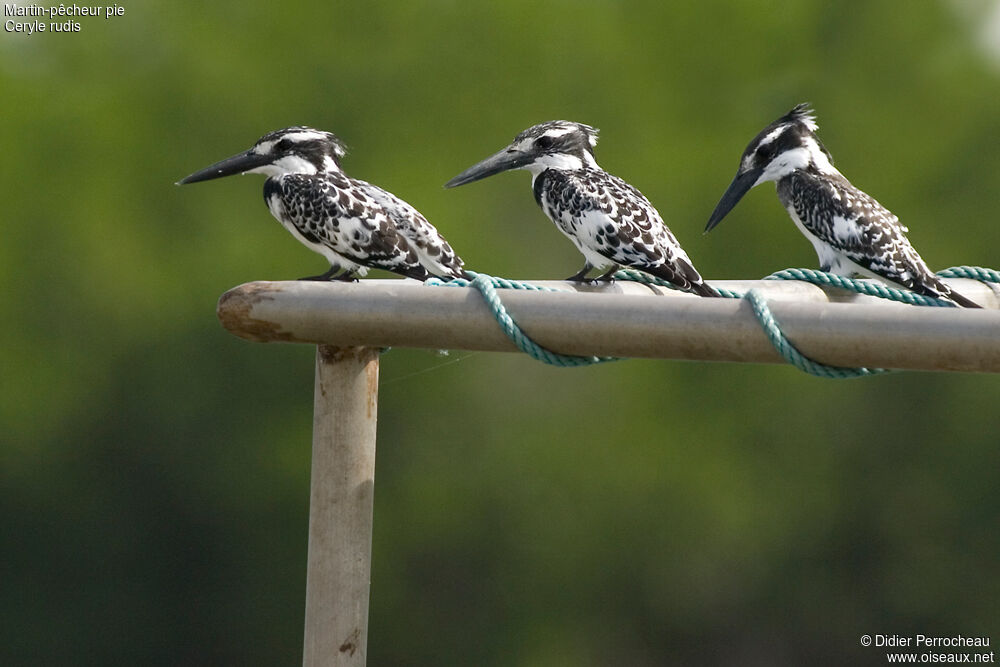 Pied Kingfisher