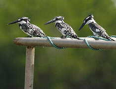 Pied Kingfisher