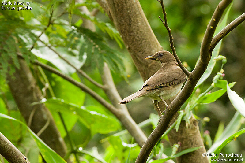 Black-billed Thrush