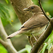 Black-billed Thrush