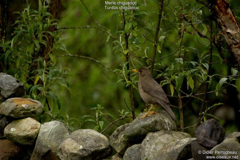 Chiguanco Thrush