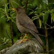 Chiguanco Thrush