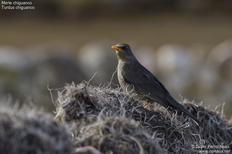 Chiguanco Thrush, identification