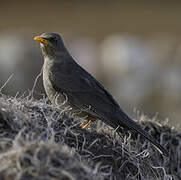 Chiguanco Thrush