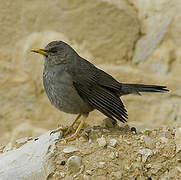 Chiguanco Thrush