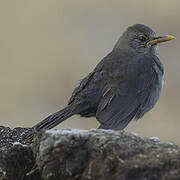 Chiguanco Thrush