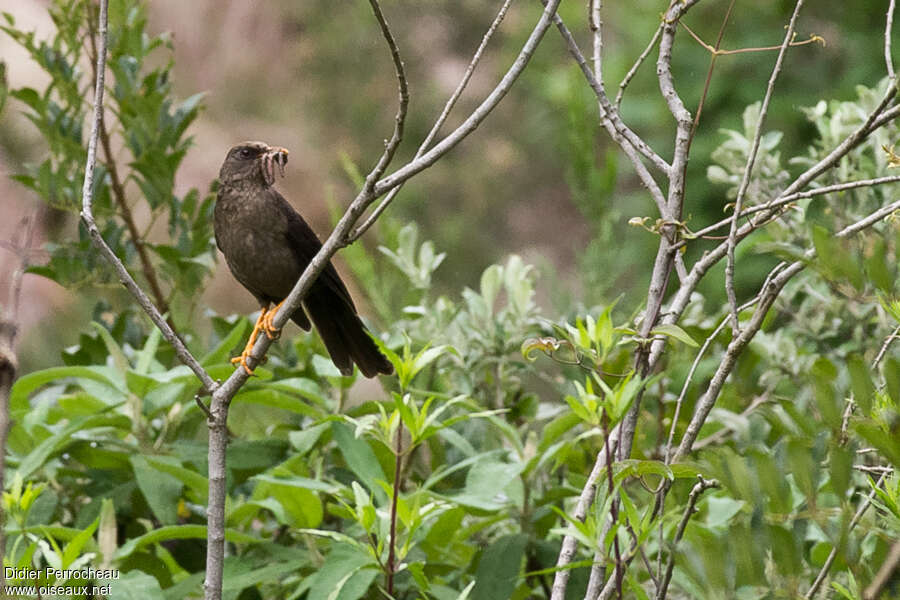 Great Thrush female adult, feeding habits